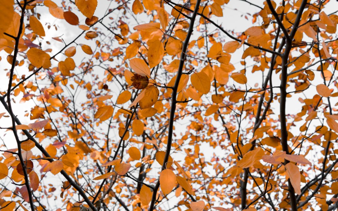 Tree with yellow leaves in fall